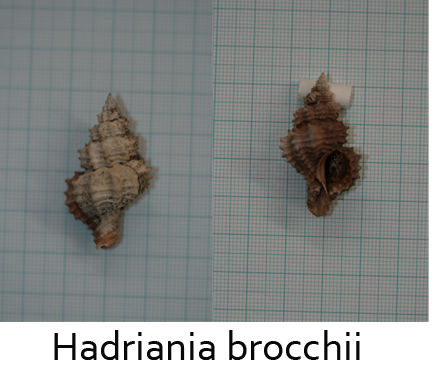 Fossili da confermare